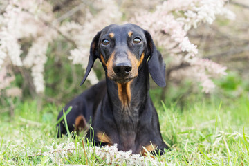 A beautiful dog of the Dachshund breed, black and brown, lies on the grass against a background of a flowering tree in the spring