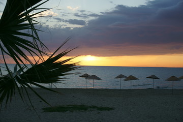Palm tree leaves on sunset time at an empty beach
