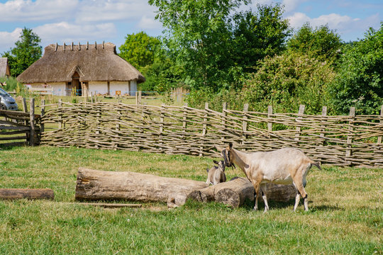 Sheep In The Educational Butser Ancient Farm