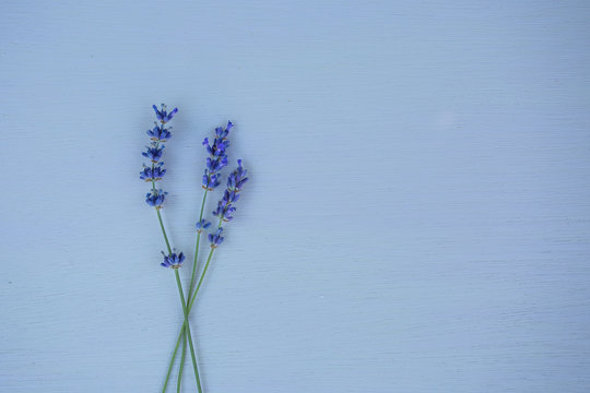 Fresh lavender flowers on blue wood table background free space