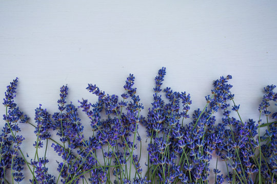 Fototapeta Fresh lavender flowers on blue wood table background free space