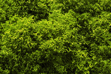 Fototapeta premium Moss. The texture of the moss Closeup , macro shot