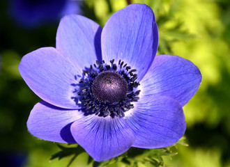 Anemone coronaria, purple spring flower, poppy anemone, windflower 