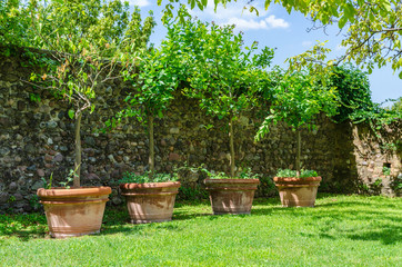 Four small trees in big clay pots in a garden with an old stone wall in the city of Volta Mantovana, Lombardy, Italy