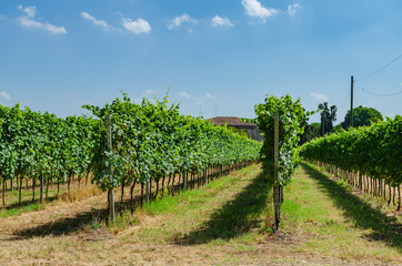 Fototapeta na wymiar Field with vines close to lake Garda northern Italy on a sunny day
