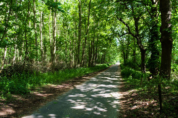 Fototapeta premium Las w Holandii