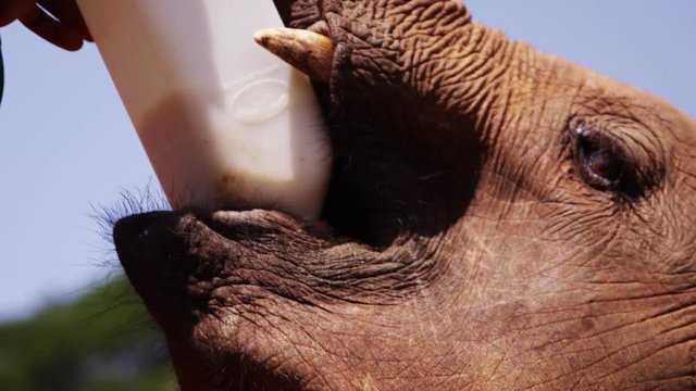 Tourists watching elephants in their natural habitat in Africa(RedTech)(Slowmo)