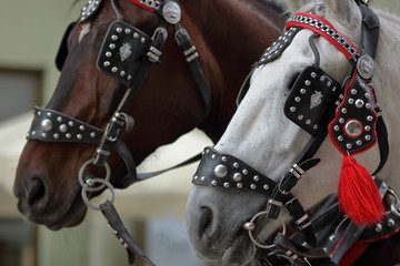 Głowy dwóch koni, brążowego i białego, zadbane, przystrojone dekoracyjnymi dodatkami, z bliska, zbliżenie, w tle, rozmyte, miasto