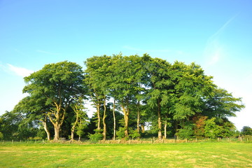 Beech trees in summer in British countryside