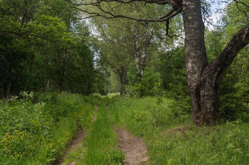 Dirt road in forest