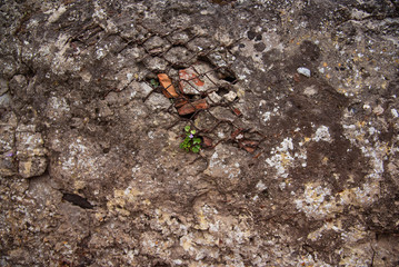 Grunge old wall with flowers