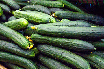 Green fresh cucumbers on shelf in supermarket. Organic eating. Agriculture retailer. Farmer's food.
