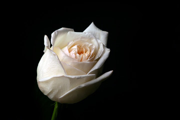 white rose macro flower 