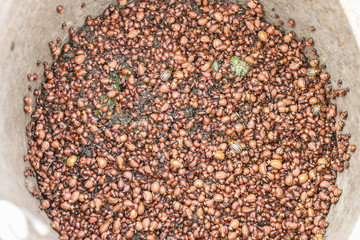 Heap of Colorado beetle collected on potato field. Texture background