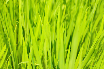 Fototapeta na wymiar Close up of yellow green rice field. Texture of growing rice, floral background of green grass.