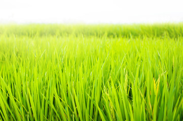 Close up of yellow green rice field. Texture of growing rice, floral background of green grass.