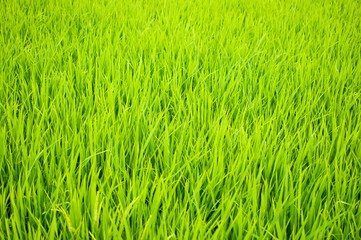 Obraz premium Close up of yellow green rice field. Texture of growing rice, floral background of green grass.