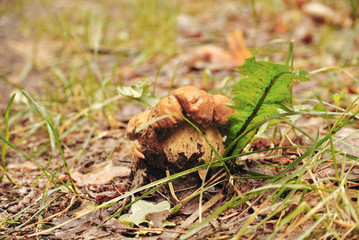 white fungus on the path