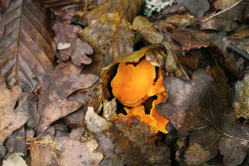 mushroom chanterelle under oak leaves