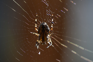 Spider web insect macro