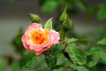 large beautiful orange rose with drops after rain