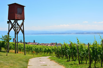 Fototapeta premium Hochstand vor Weinbergen über Hagnau am Bodensee