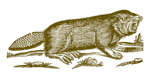 Eurasian or European beaver castor fiber showing teeth. Illustration after a historical woodcut engraving from the 17th century © M