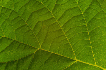 Plakat green leaf texture, background