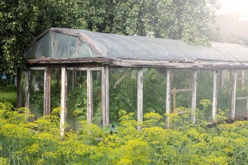  vegetables growing in the garden on the farm