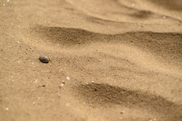 sand texture, stone, sea shell
