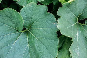 Blooming phacelia plants in July mid-summer to make bees  pollination, extraction of honey.