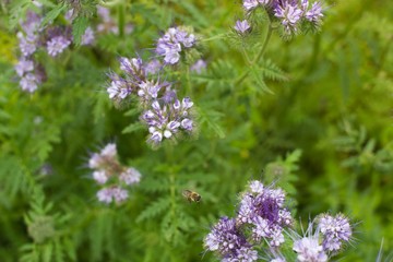 Obraz premium Blooming phacelia plants in July mid-summer to make bees pollination, extraction of honey.