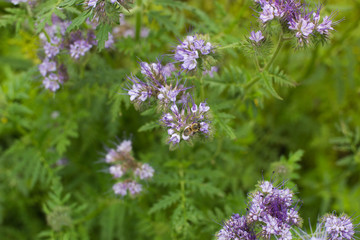 Blooming phacelia plants in July mid-summer to make bees  pollination, extraction of honey.