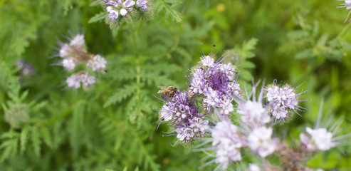 Blooming phacelia plants in July mid-summer to make bees  pollination, extraction of honey.