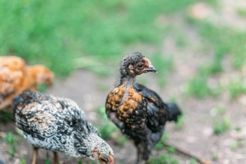  black chicken on green lawn. concept of breeding poultry, eggs.