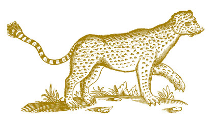 Walking leopard (panthera pardus) in side view. Illustration after a historical woodcut engraving from the 17th century