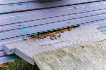 family of bees in a wooden hive in the summer.