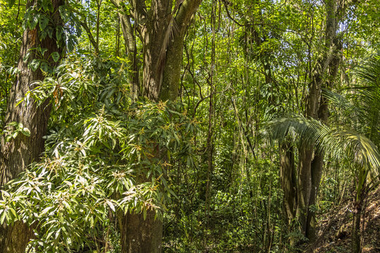 Fototapeta Beautiful rainforest