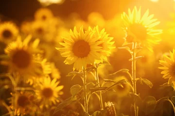 Fotobehang Zonnebloem veld met zonnebloemen in avond tegenlicht