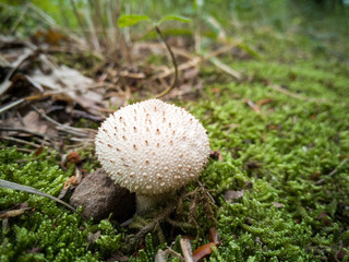 Mushroom in the Forest