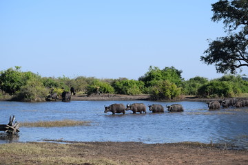 Cape Buffalo in Zambia