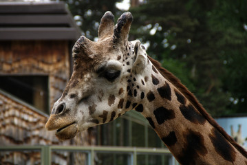 Giraffe closeup