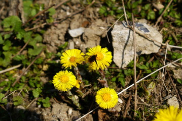 close up plant