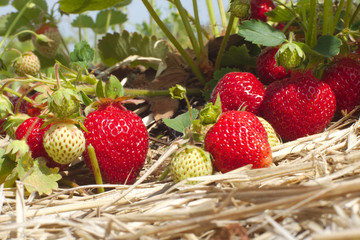 summer fruits organic strawberry field straw agriculture