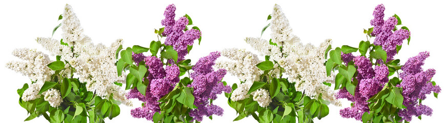 Row of bouquets of white  and purple lilacs on a white background.
