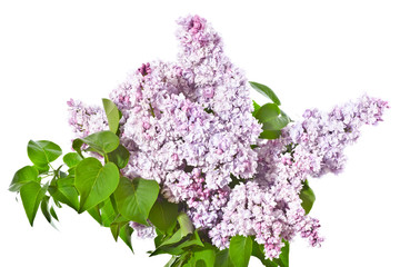 Bouquet of lilac lilacs on a white background.