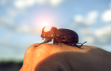 giant beetle beetle, an unusual insect beetle with a horn at sunset.