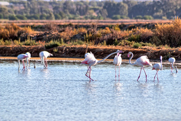 Flamingos in Ria Formosa,Algarve,Portugal