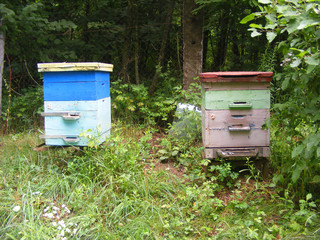 Apiary in green forest in summer