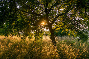 Fototapeta na wymiar Abendsonne im Baum